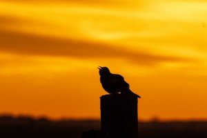 Redwing Blackbird at Sunrise